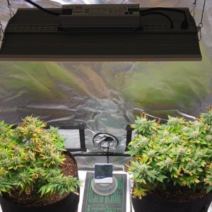 Viparspectra Grow 01 April 2023.jpg