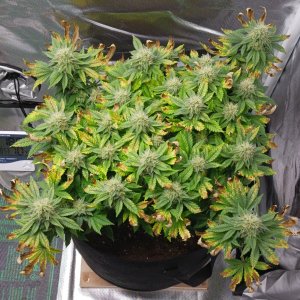 Viparspectra Grow 01 April 2023 Blueberry.jpg