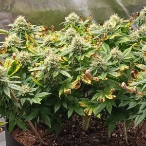 Viparspectra Grow 01 April 2023 Blueberry 1.jpg