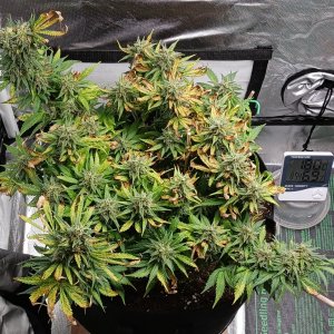 Viparspectra Grow 01 April 2023 Zkittlez.jpg