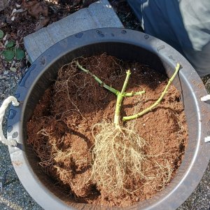 Viparspectra Grow 02 April 2023 Zkittlez roots.jpg