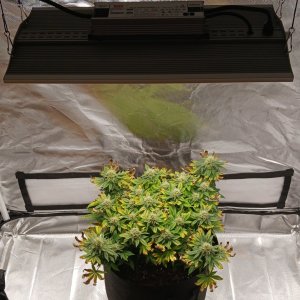 Viparspectra Grow 02 April 2023 1.jpg