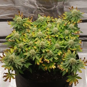 Viparspectra Grow 02 April 2023 Blueberry.jpg