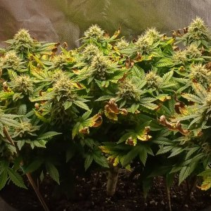 Viparspectra Grow 02 April 2023 Blueberry 1.jpg