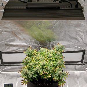 Viparspectra Grow 03 April 2023.jpg