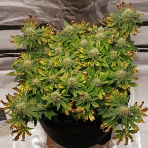 Viparspectra Grow 03 April 2023 Blueberry.jpg