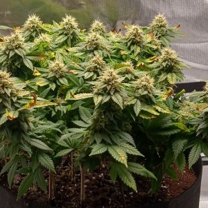 Viparspectra Grow 04 April 2023 Blueberry 1.jpg