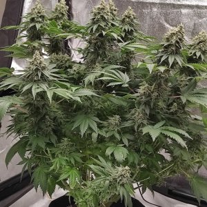 White Widow XXL