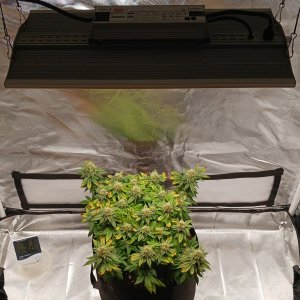 Viparspectra Grow 06 April 2023.jpg