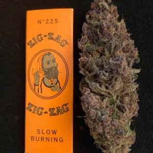 Violeta Nug