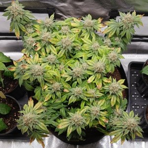 Viparspectra Grow 10 April 2023 Blueberry.jpg