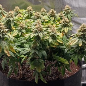 Viparspectra Grow 10 April 2023 Blueberry 1.jpg