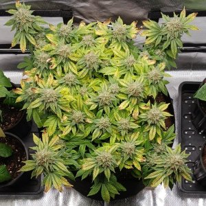 Viparspectra Grow 11 April 2023 Blueberry.jpg