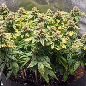 Viparspectra Grow 11 April 2023 Blueberry 1.jpg