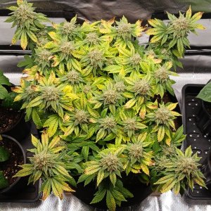 Viparspectra Grow 12 April 2023 Blueberry.jpg