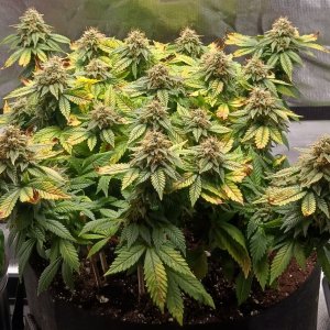 Viparspectra Grow 12 April 2023 Blueberry 1.jpg