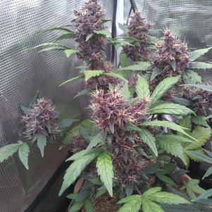 Bloody Skunk auto