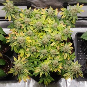 Viparspectra Grow 13 April 2023 Blueberry.jpg