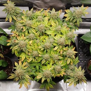 Viparspectra Grow 16 April 2023 Blueberry.jpg