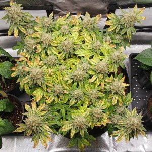 Viparspectra Grow 17 April 2023 Blueberry.jpg