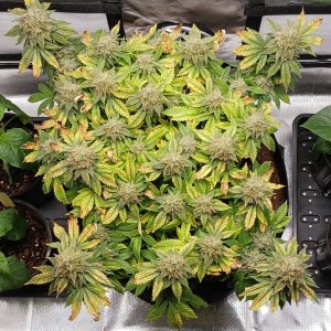 Viparspectra Grow 18 April 2023 Blueberry.jpg