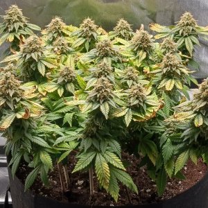 Viparspectra Grow 18 April 2023 Blueberry 1.jpg