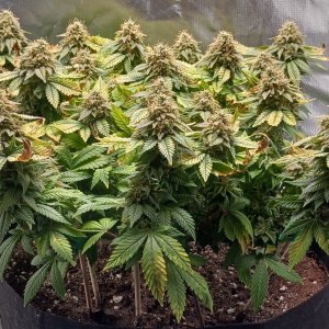 Viparspectra Grow 19 April 2023 Blueberry 1.jpg