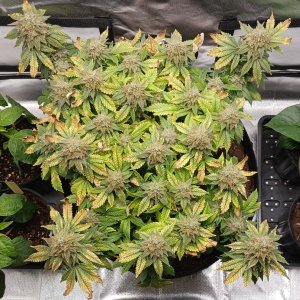 Viparspectra Grow 20 April 2023 Blueberry.jpg