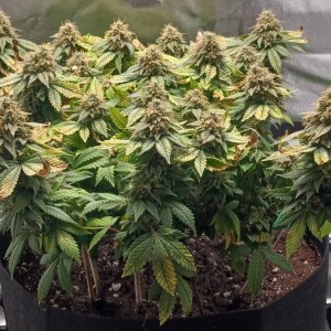 Viparspectra Grow 20 April 2023 Blueberry 1.jpg