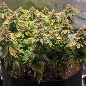 Viparspectra Grow 21 April 2023 Blueberry 1.jpg