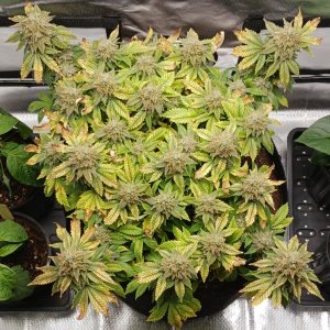 Viparspectra Grow 22 April 2023 Blueberry.jpg