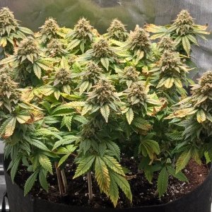 Viparspectra Grow 22 April 2023 Blueberry 1.jpg