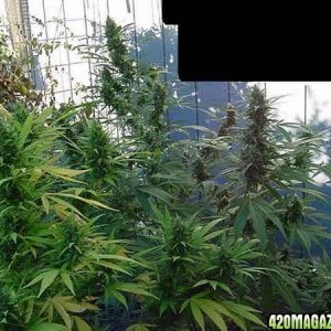 NL Big Bud Clones