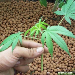 whiteskunk clones