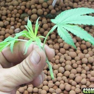 whiteskunk clones