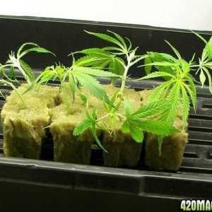 whiteskunk clones