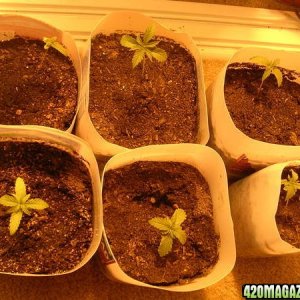 1 week old plants