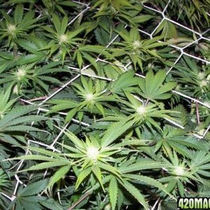 chronic plants