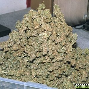 Tray of Buds