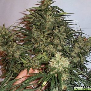 Jack Herer