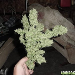 NL Big Bud