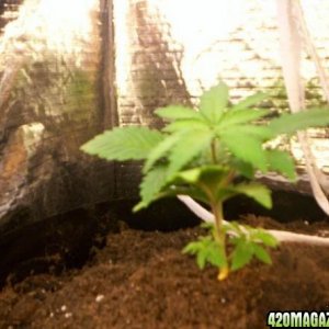 white skunk clones