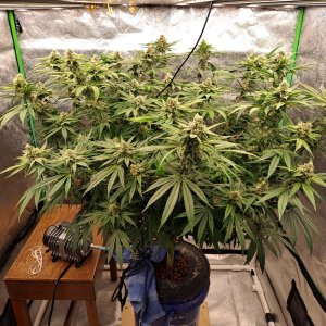 Girl Scout Cookies 05-06b.jpg