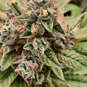 Girl Scout Cookies 05-29c.jpg