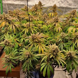 Girl Scout Cookies 06-03.jpg