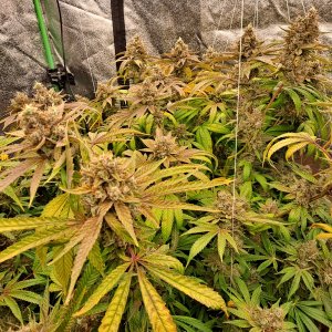 Girl Scout Cookies 06-03d.jpg