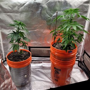 20230604_192955 Summer grow upcan day 34.jpg