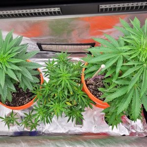 20230605_080121 Summer grow tent.jpg