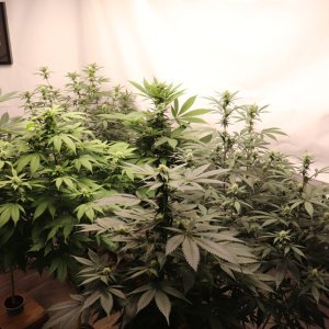Solo Cup Project-Day 21 of Flowering-6/11/23