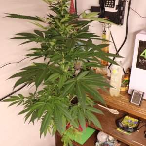 Solo Cup Project-OG Kush Feminized #2/B-Day 21 of Flowering-6/11/23
